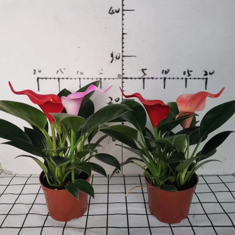 110绿公主绿钻辟邪镇宅植物，基地直发（配仿真花）