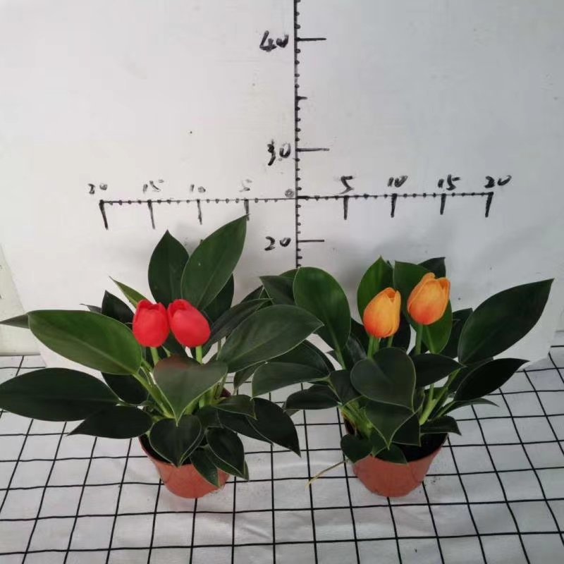 110绿公主绿钻辟邪镇宅植物，基地直发（配仿真花）