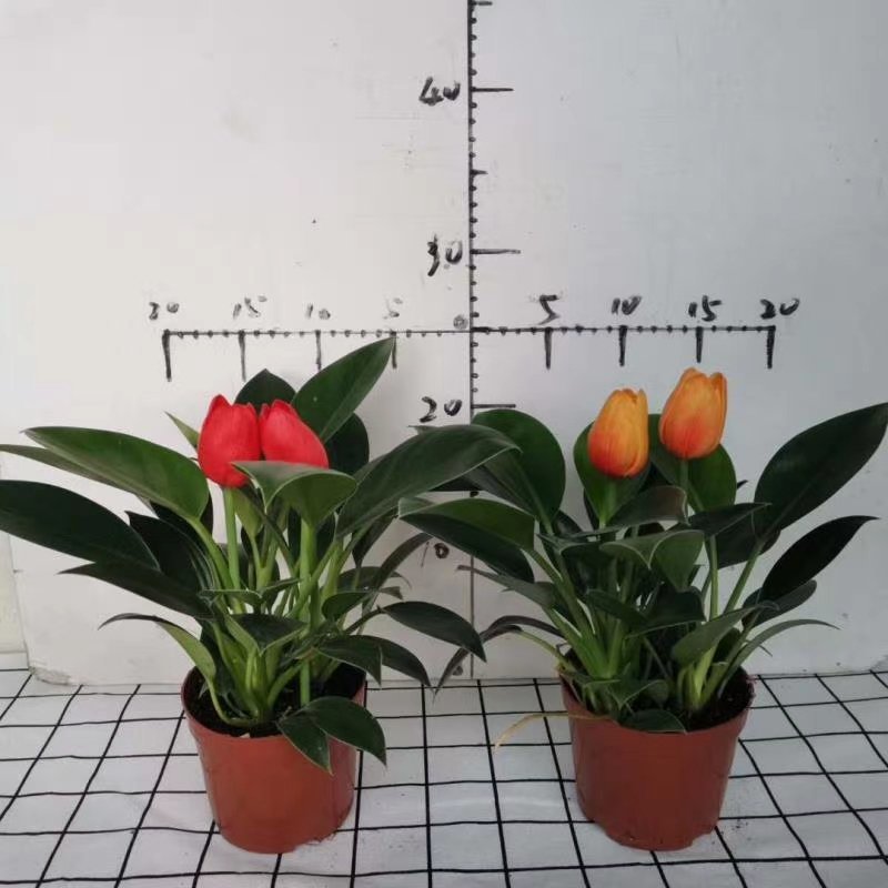 110绿公主绿钻辟邪镇宅植物，基地直发（配仿真花）