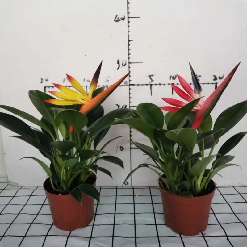 110绿公主绿钻辟邪镇宅植物，基地直发（配仿真花）