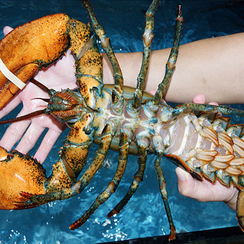 鲜活波士顿海鲜大波龙大龙虾