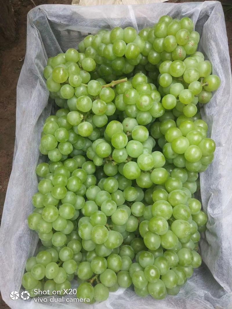 青无核8611罐头厂，速冻加工专用葡萄已大量上市。