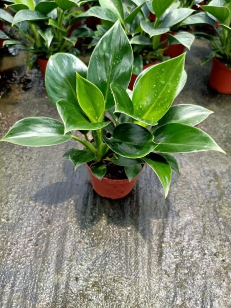 110绿公主绿钻辟邪镇宅植物，基地直发（配仿真花）