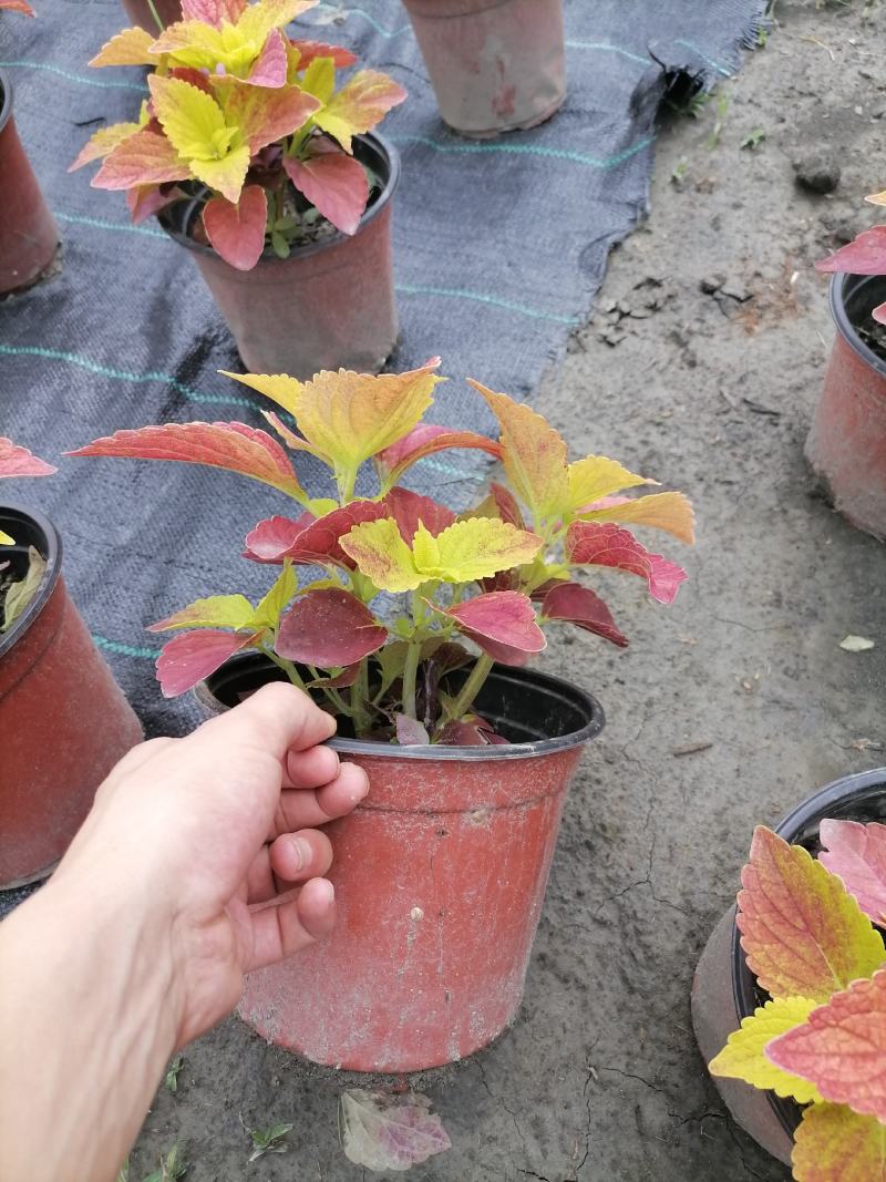 彩叶草双色杯价格基地大量供应，彩叶草双色杯杯苗价格