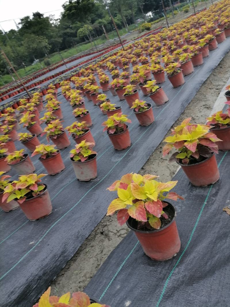 彩叶草双色杯价格基地大量供应，彩叶草双色杯杯苗价格