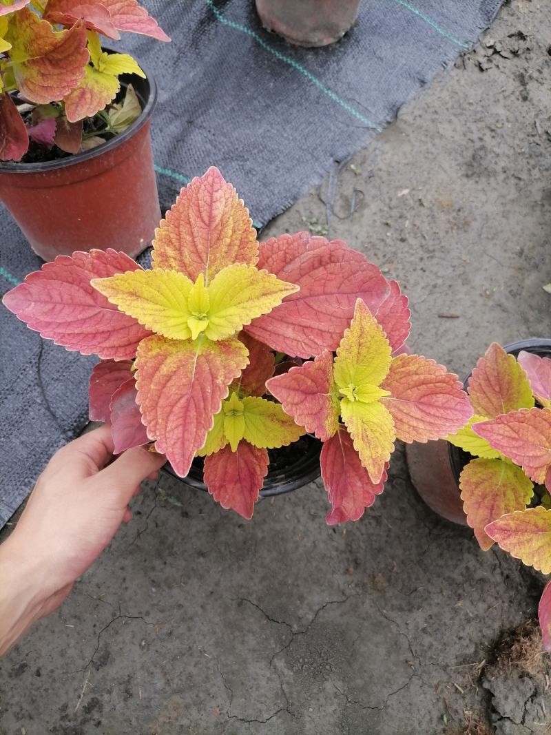 彩叶草双色杯价格基地大量供应，彩叶草双色杯杯苗价格