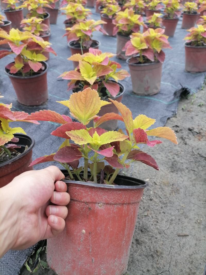 彩叶草双色杯价格基地大量供应，彩叶草双色杯杯苗价格