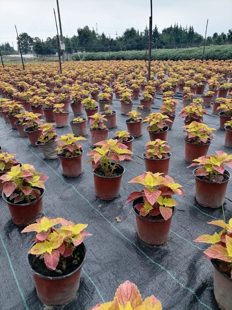 彩叶草双色杯价格基地大量供应，彩叶草双色杯杯苗价格