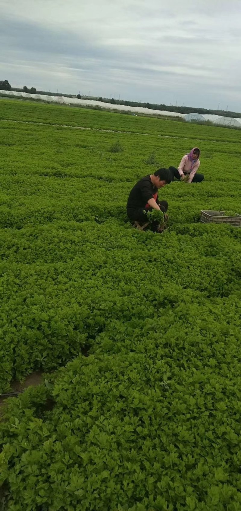 芹菜苗