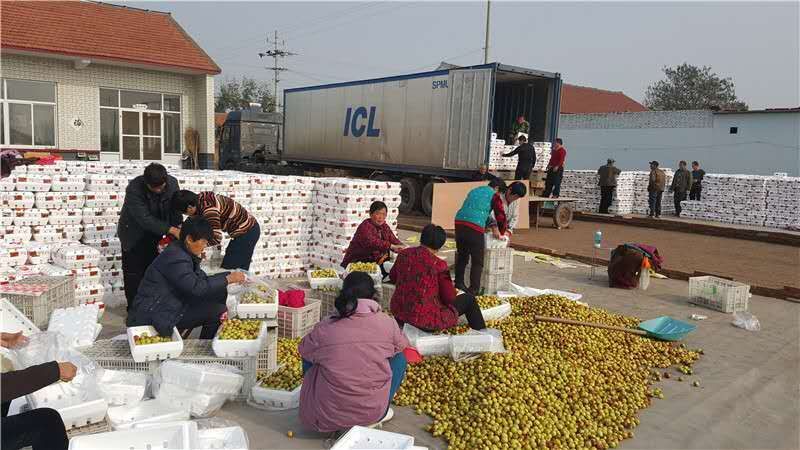 脆甜爽口鲜脆枣陆地鲜冬枣大量上市基地一手货源手摘精选