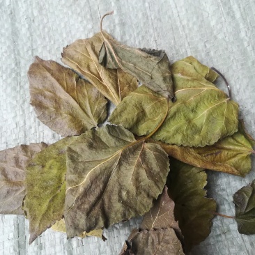 霜桑叶干桑叶片野生中药材