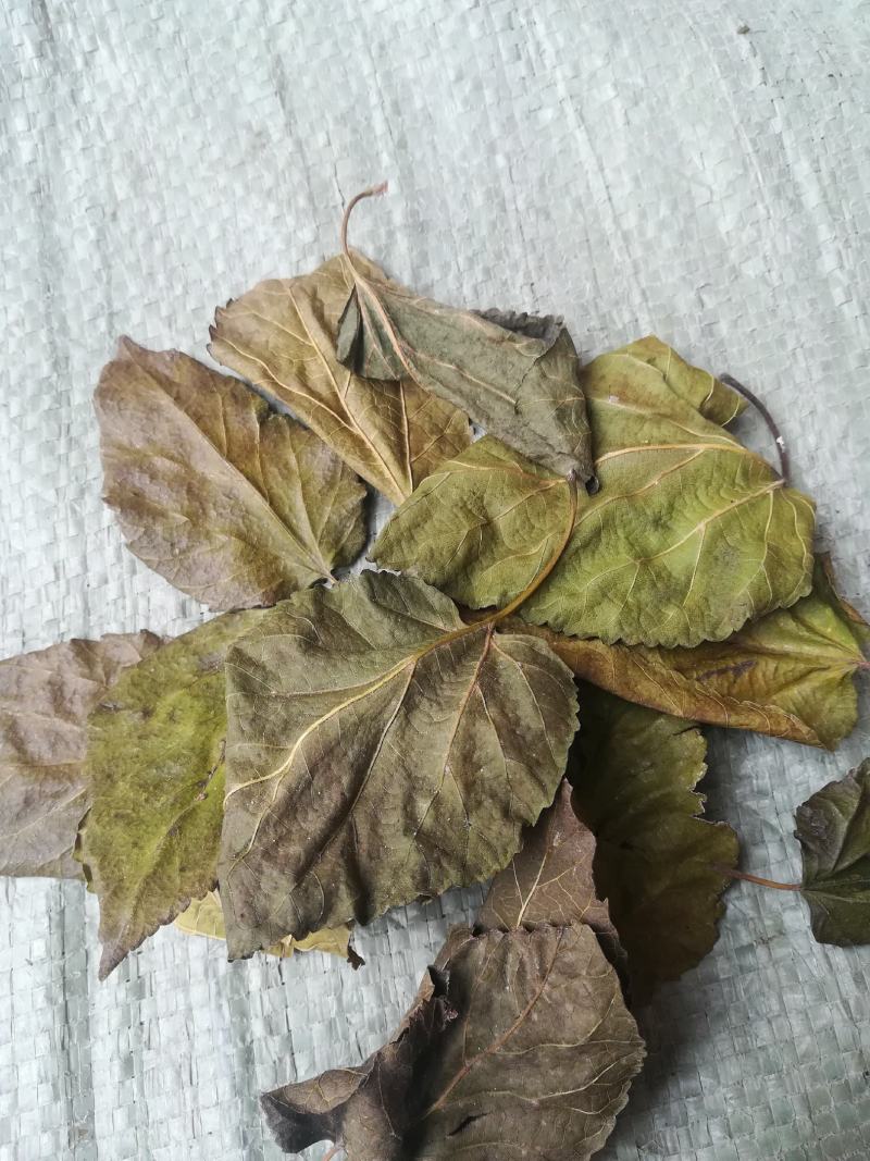 霜桑叶干桑叶片野生中药材