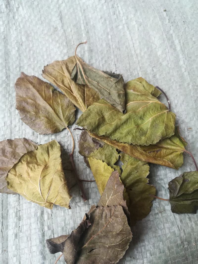 霜桑叶干桑叶片野生中药材