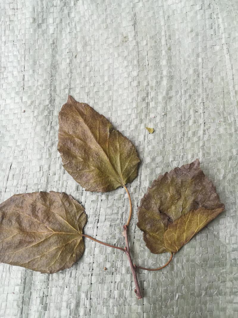 霜桑叶干桑叶片野生中药材