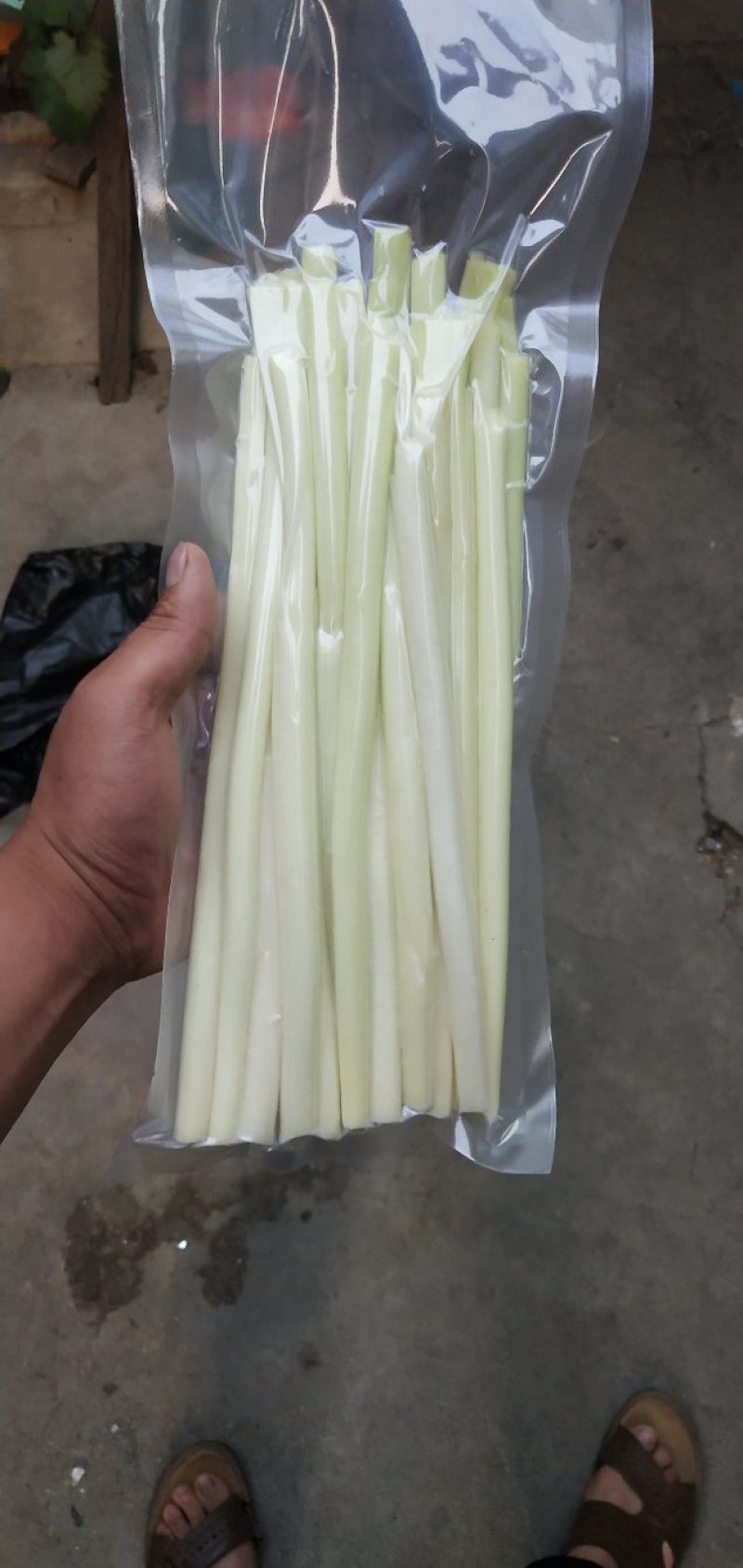 大量供应鲜蒲菜物美价廉，量大从优欢迎你的光临