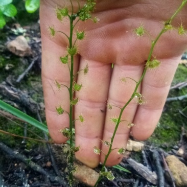 茅膏菜