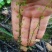 茅膏菜