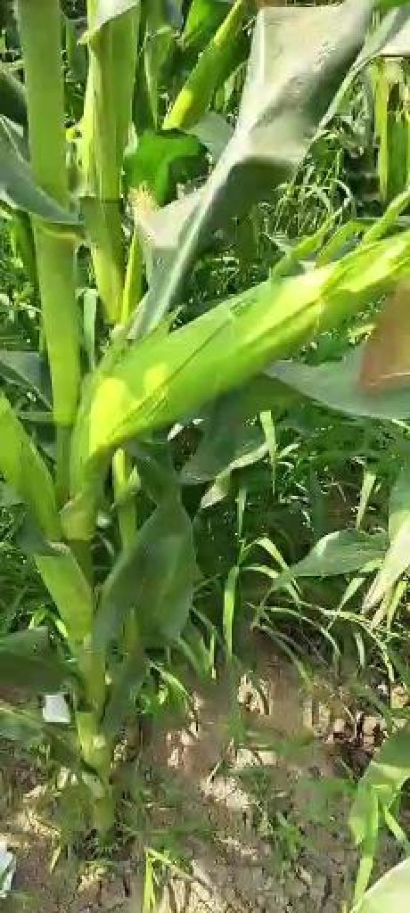 海南花糯玉米，万糯玉米，太阳花玉米，商超精品供应！