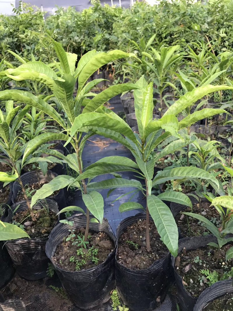 蛋黄果直生苗耀堂仙桃嫁接苗水果新贵品质保证