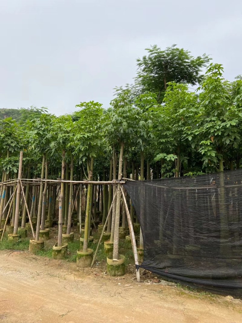 澳洲火焰木8-25公分
