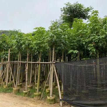 澳洲火焰木8-25公分