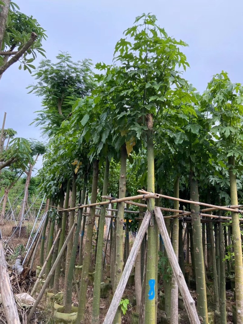 澳洲火焰木8-25公分