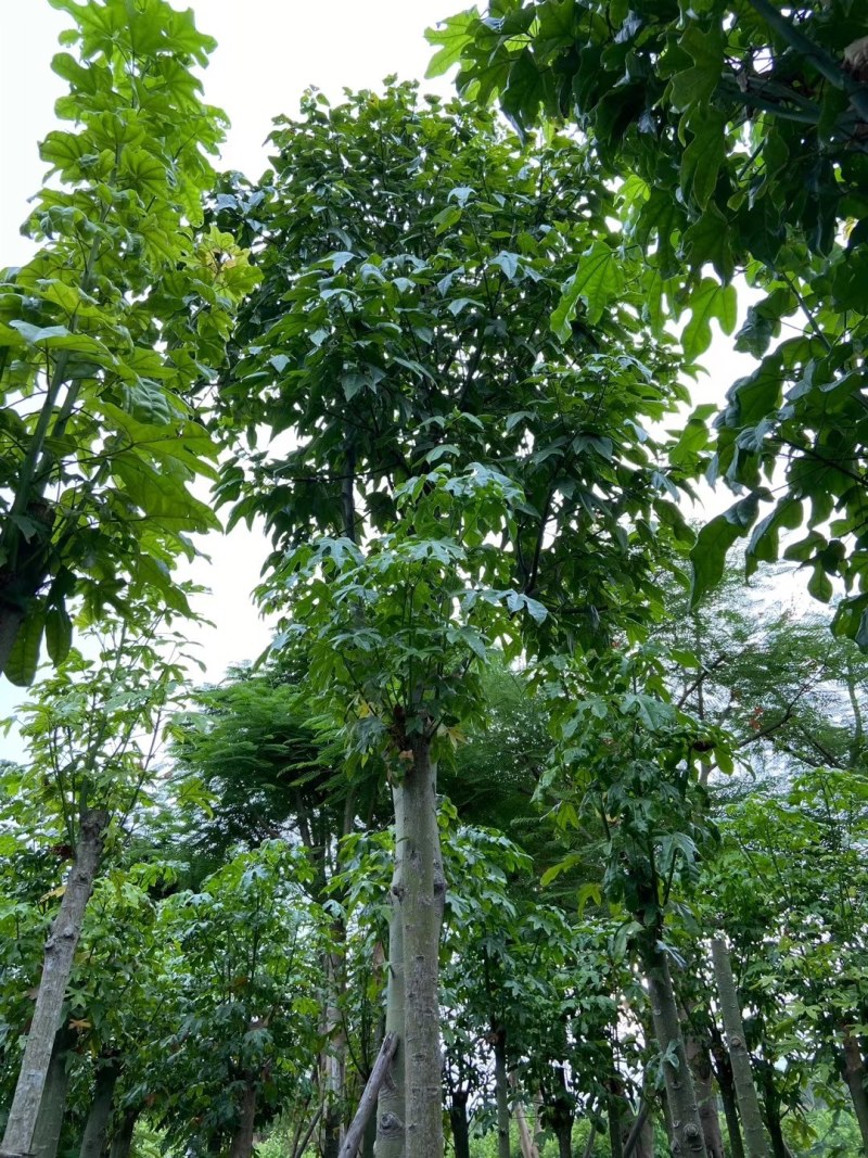 澳洲火焰木8-25公分