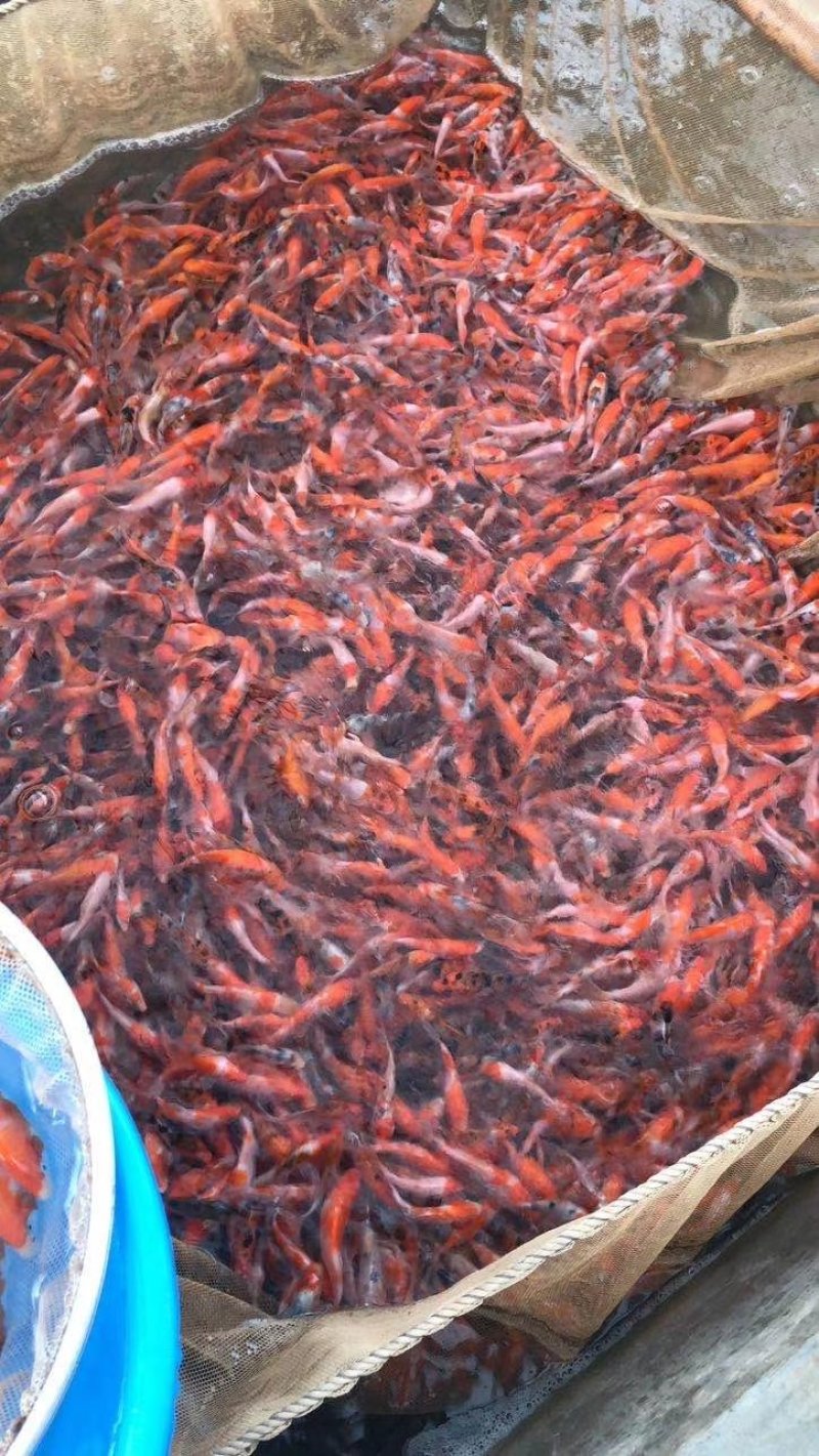 各品种鱼苗大量的，红白大正，黑锦鲤，黄锦鲤，白锦鲤。