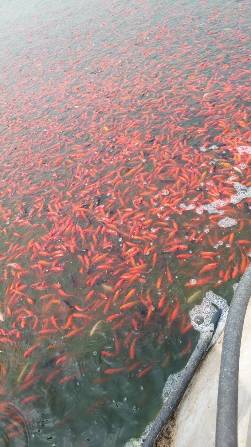 各品种鱼苗大量的，红白大正，黑锦鲤，黄锦鲤，白锦鲤。