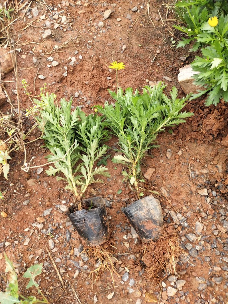 木春菊/花卉盆景/绿化苗木，木春菊小杯苗，露天的木春菊