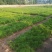 【苗圃直供】各种油松苗，营养杯苗，无纺布袋苗，占地苗