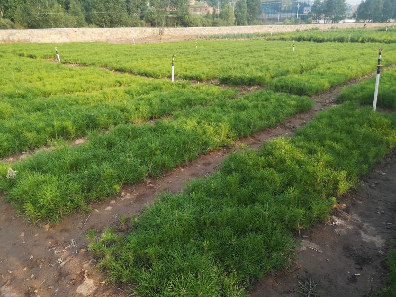 【苗圃直供】各种油松苗，营养杯苗，无纺布袋苗，占地苗