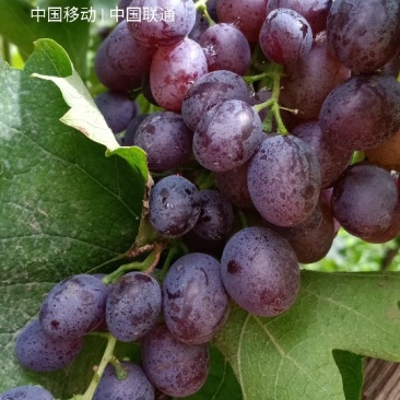 有核玫瑰香葡萄大量上市需要活的联系长期合作愉快。