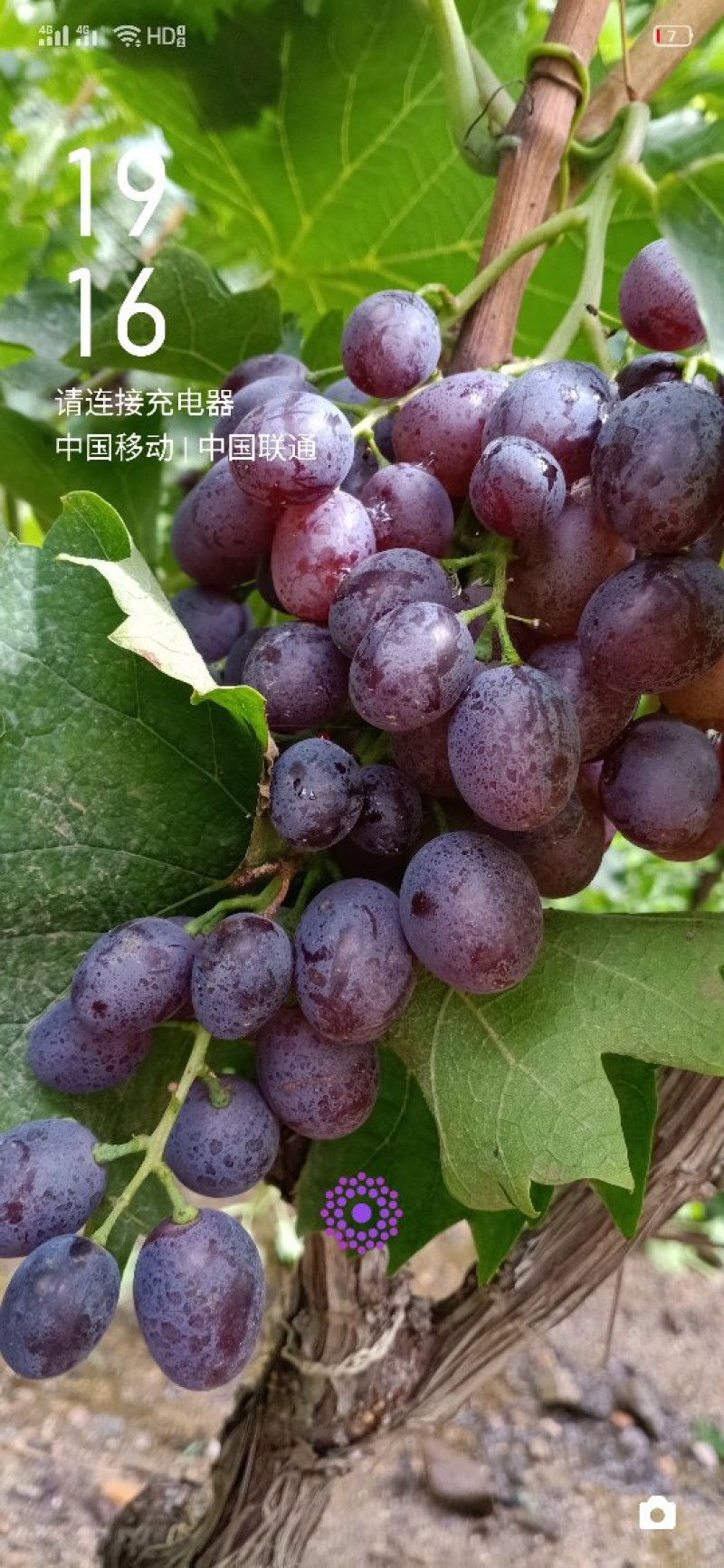 有核玫瑰香葡萄大量上市需要活的联系长期合作愉快。