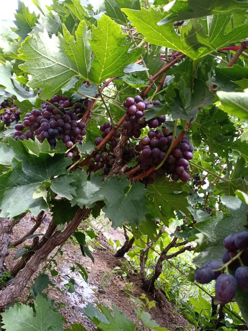 有核玫瑰香葡萄大量上市需要活的联系长期合作愉快。