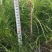 【苗圃直供】各种油松苗，营养杯苗，无纺布袋苗，占地苗