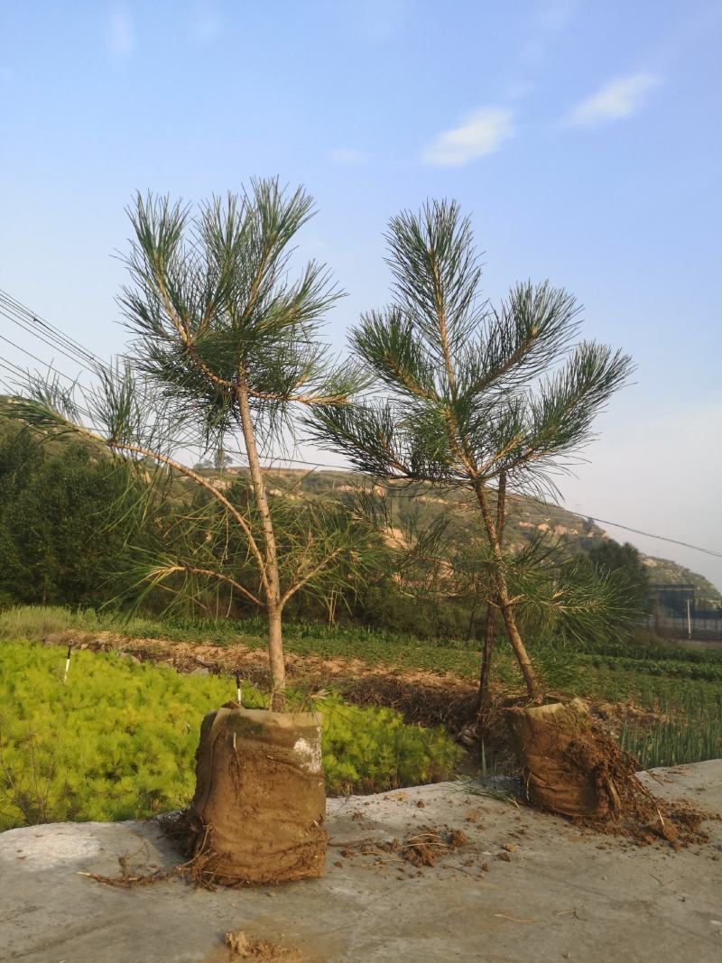【苗圃直供】各种油松苗，营养杯苗，无纺布袋苗，占地苗