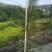【苗圃直供】各种油松苗，营养杯苗，无纺布袋苗，占地苗