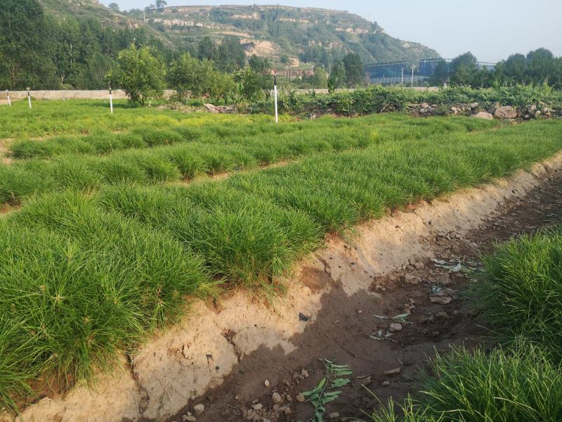 【苗圃直供】各种油松苗，营养杯苗，无纺布袋苗，占地苗
