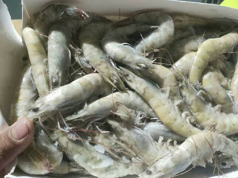 精品大青虾，去头虾，虾仁，国产大虾，价钱便宜，质量保障