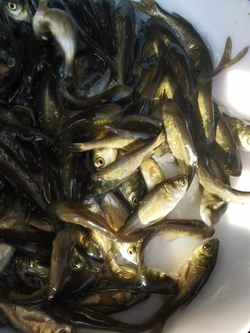 花鲢鱼苗胖头鱼苗大头鱼苗优质淡水养殖苗场供货