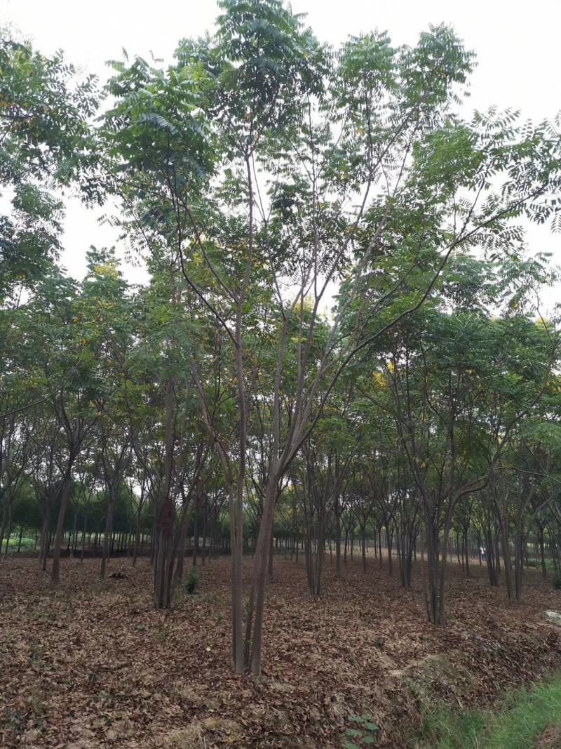 丛生栾树多杆栾树多头栾树30-60公分