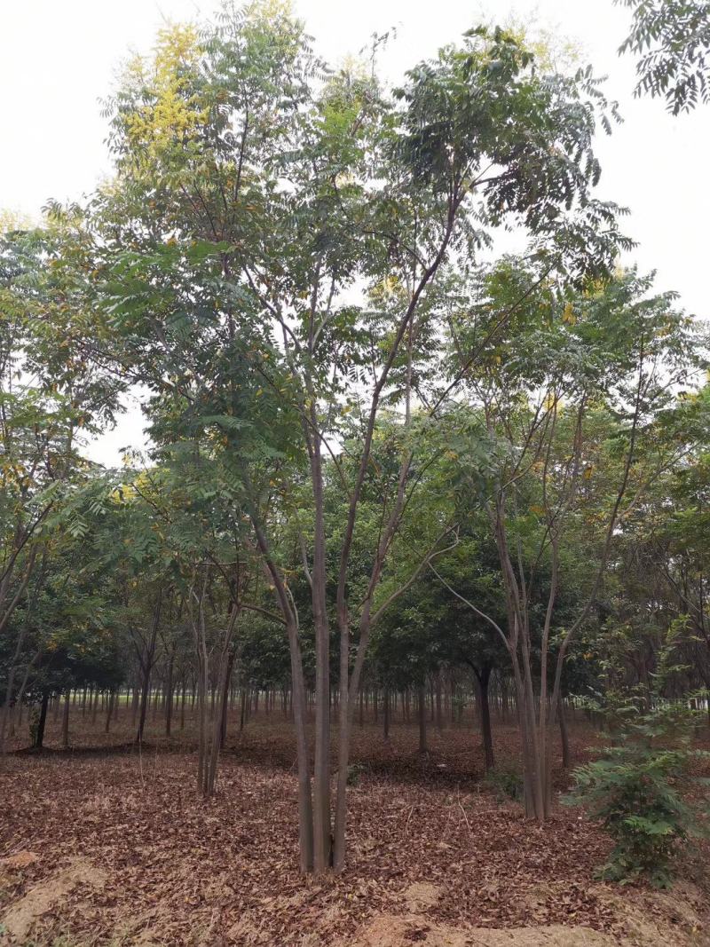 丛生栾树多杆栾树多头栾树30-60公分
