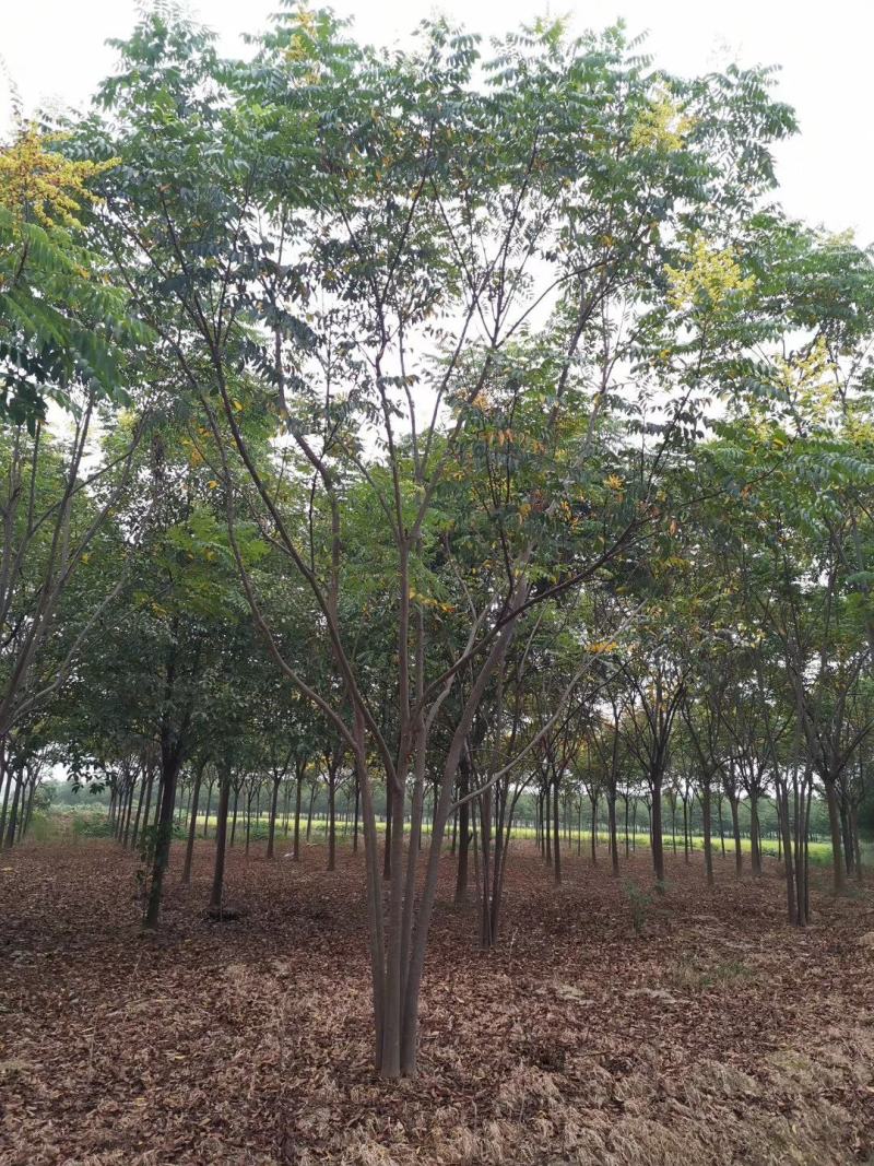 丛生栾树多杆栾树多头栾树30-60公分