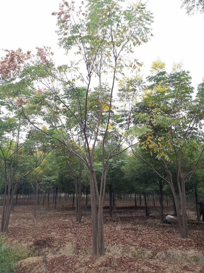 丛生栾树多杆栾树多头栾树30-60公分
