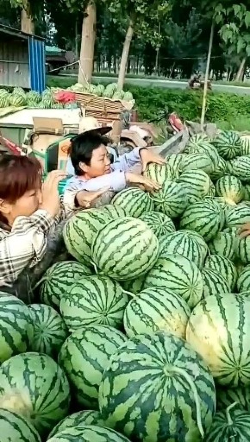 大量供应西瓜欢迎各地老板前来选购