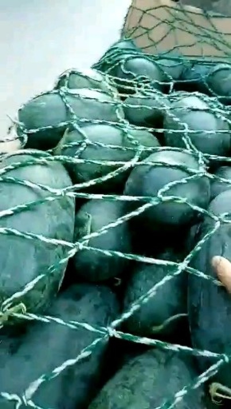 大量供应西瓜欢迎各地老板前来选购
