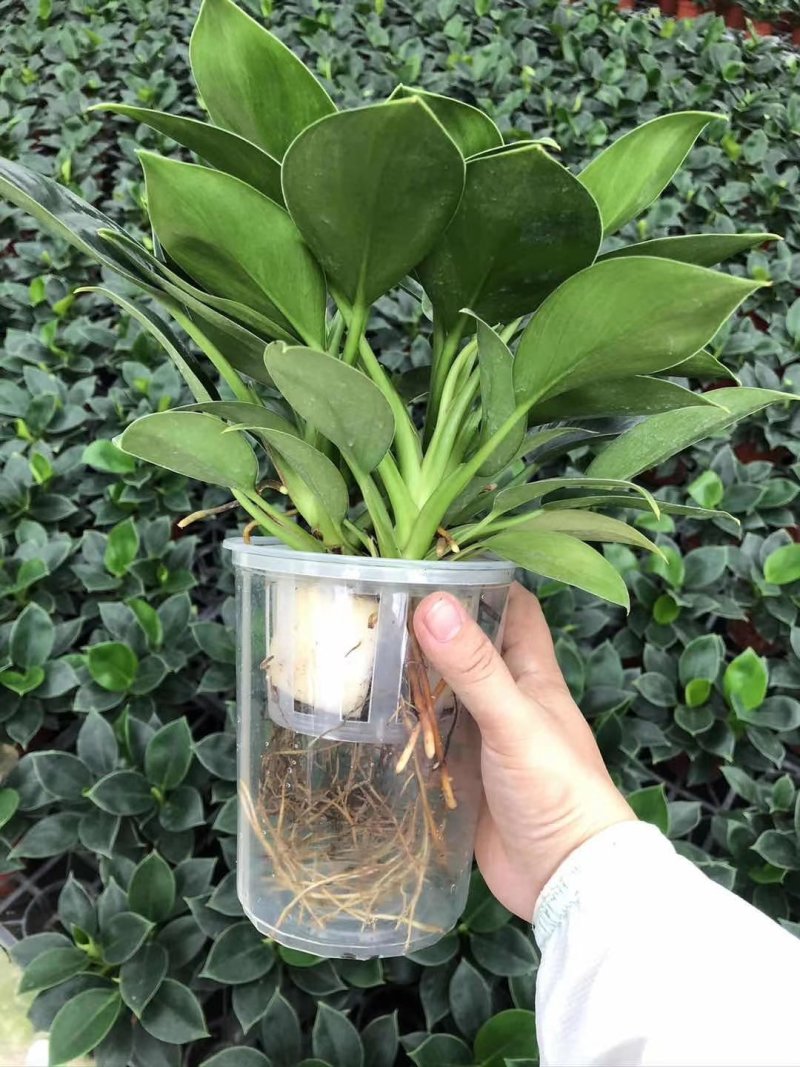 水培绿公主金钻盆栽绿植盆栽