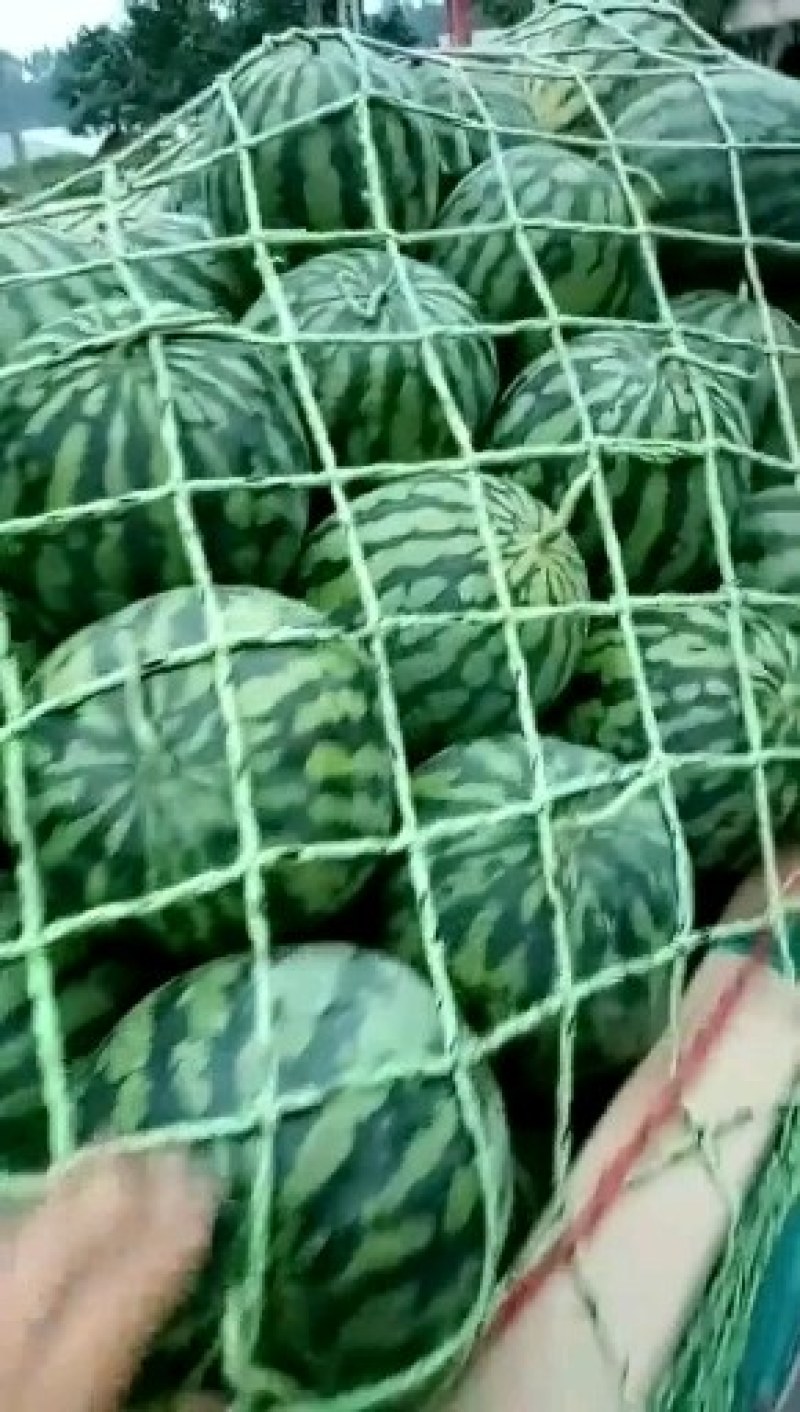 西瓜供应中量很大欢迎选购