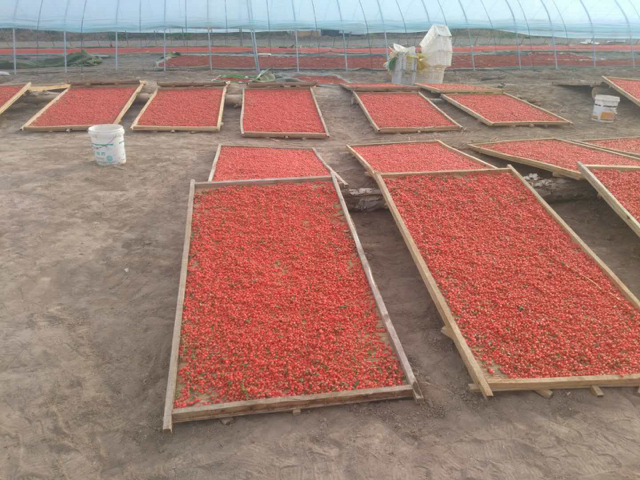 落木红枸杞在阳光下自然脱落的过程